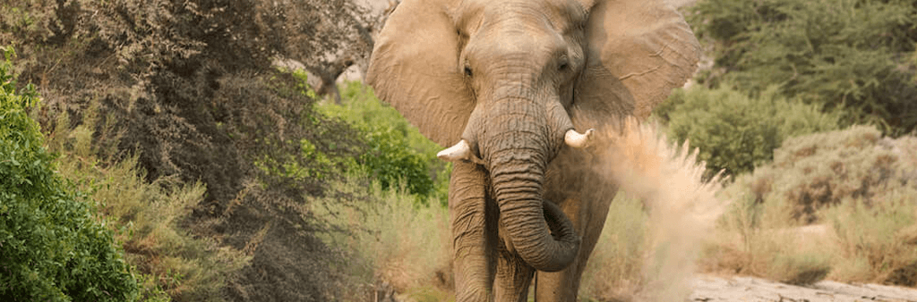 Wüsten-Elefant im Hoanib-Tal Namibia, C) Natural Selection