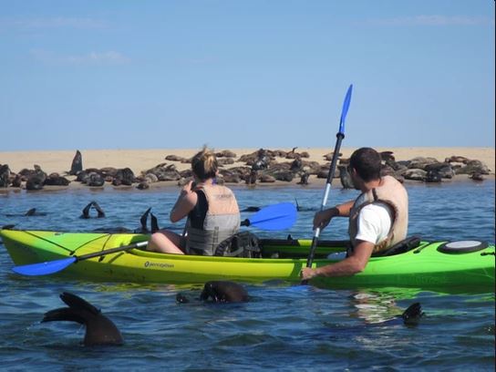 Im Kayak bei den Robben von Walvis Bay c) Pelican Point Kayaking