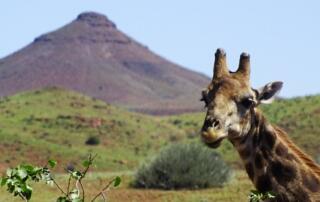 Giraffe in der Palmwag Konzession