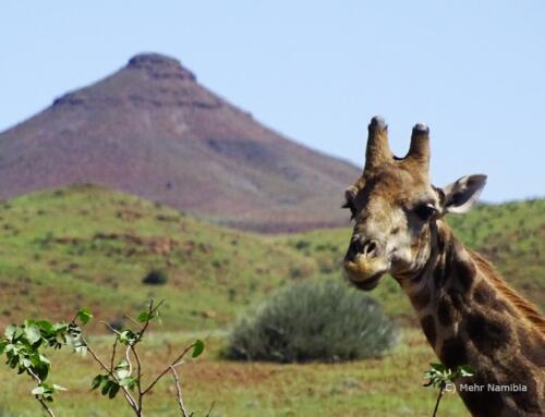 Abenteuer Namibia – Rundreise mit Mobiler Safari in der Palmwag Konzession