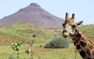 Giraffe in der Palmwagkonzession