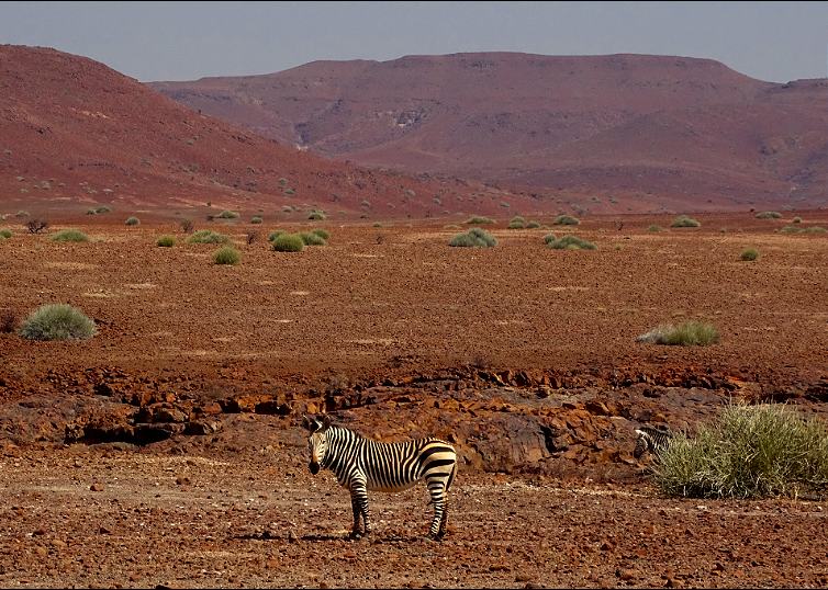 Hartmanns Bergzebra in der Palmwag Konzession