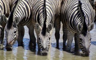 Zebras im Etosha Nationalpark