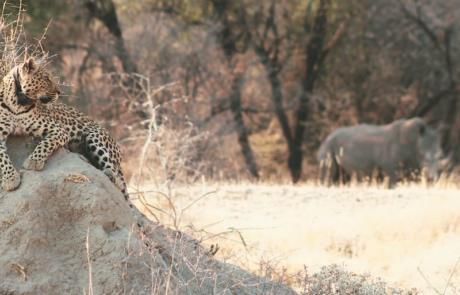 Okonjima Natur Reservat C) Okonjima