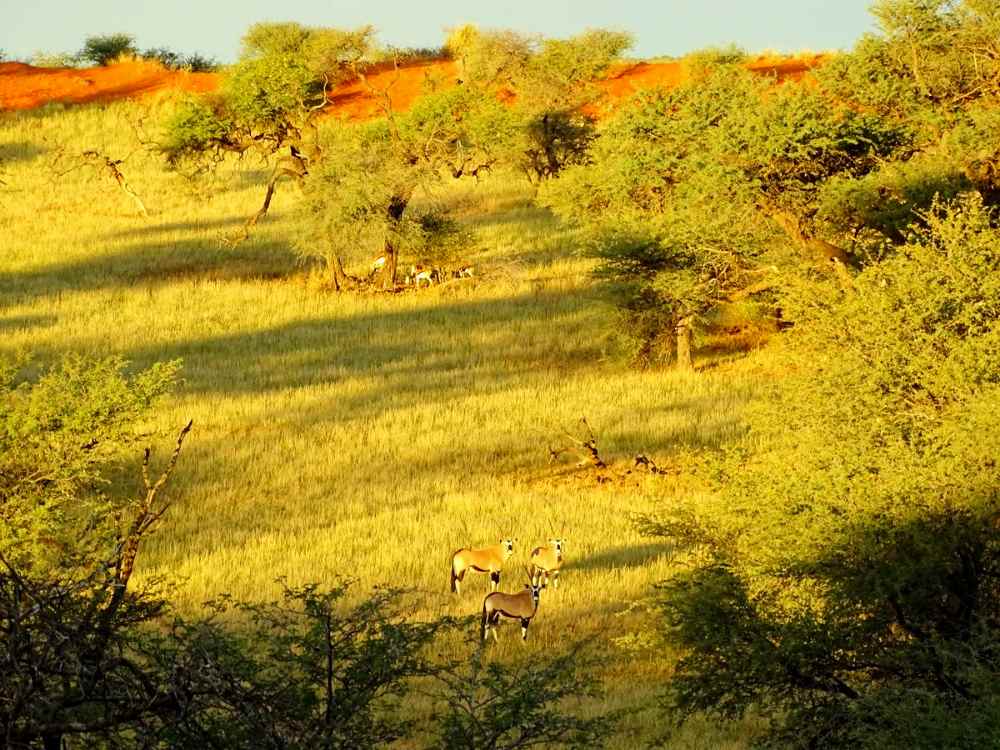 Oryxe weiden auf den Kalahari Dünen