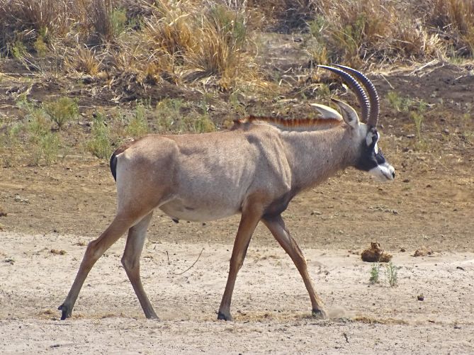 Pferdeantilope im Khaudum Nationalpark