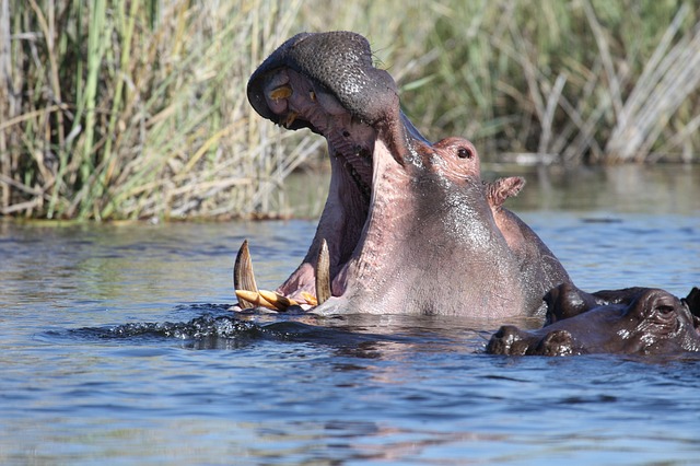 Hippos im Fluss