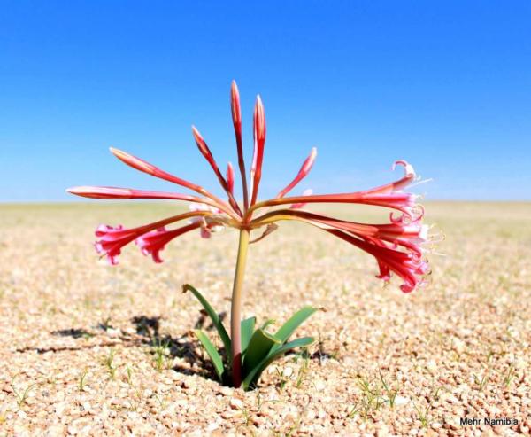 Lilie blüht in der Namib Wüste