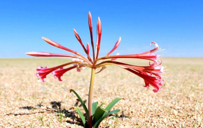 Lilie blüht in der Namib Wüste