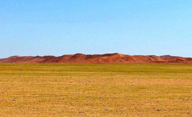 Erstes grünes Gras in der Namib Wüste