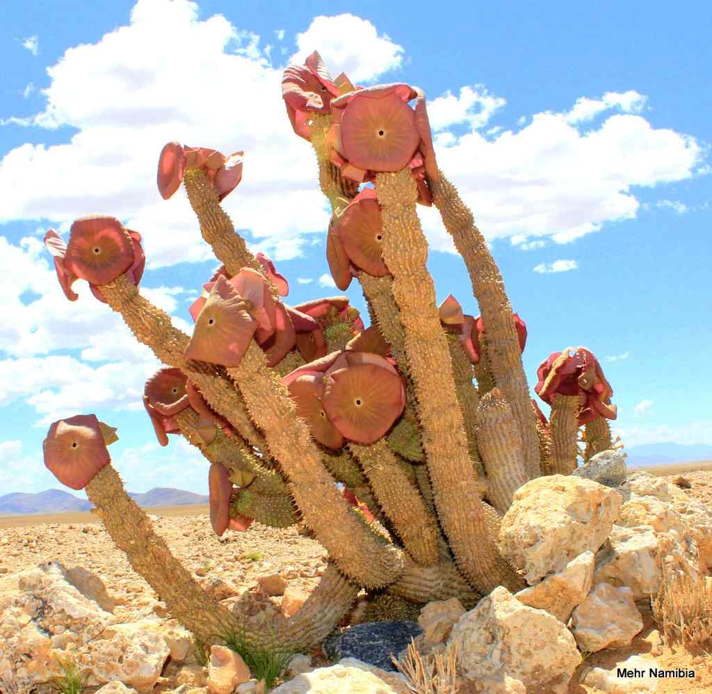 Hoodia in der Namib Wüste Hoodia in der Namib Wüste