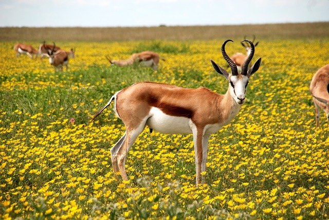 Springbock im Gras mit Blumen Springbock im Gras mit Blumen