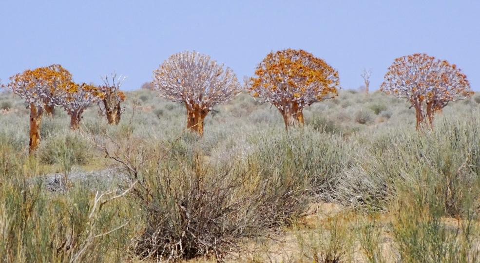 Köcherbäume und Euphorbien in der Nähe des Fish River Canyons