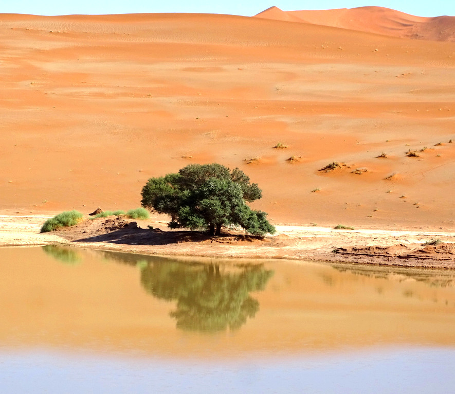 Baum am See im Sossusvlei Baum am See im Sossusvlei