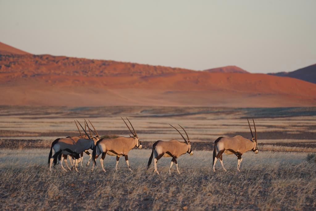 Oryxe vor den Dünen des Sossusvlei