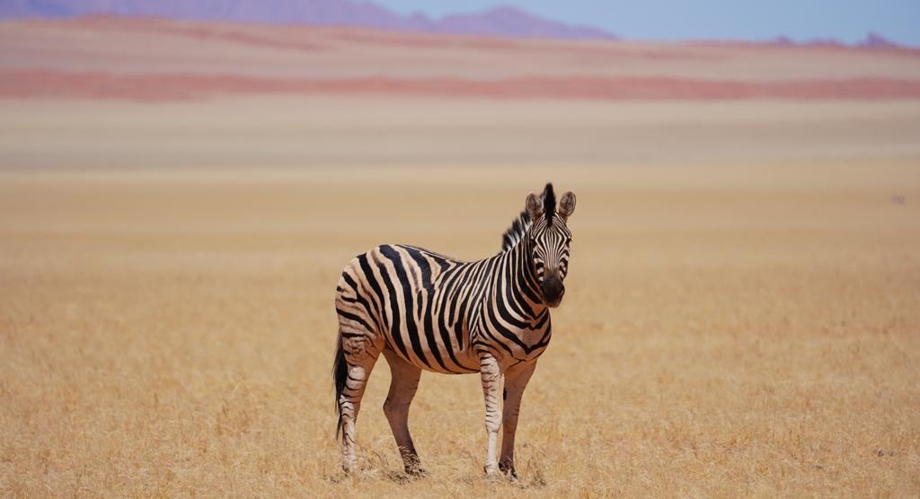 Zebra vor Dünen in Namibia