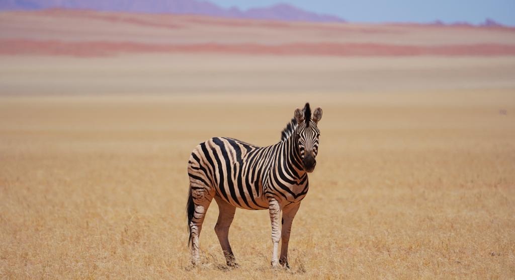 Zebra vor Dünen in Namibia Zebra vor Dünen in Namibia