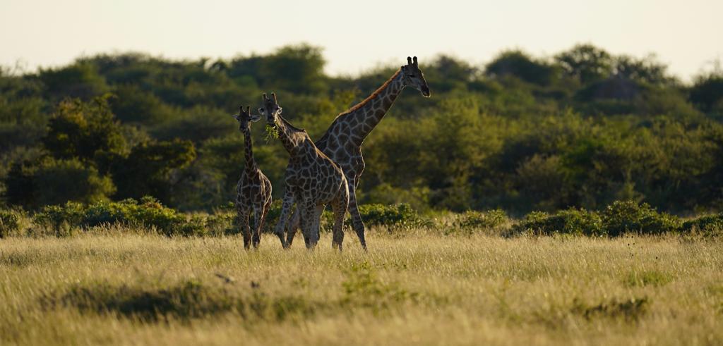 Giraffen auf grüner Wiese in Namibia