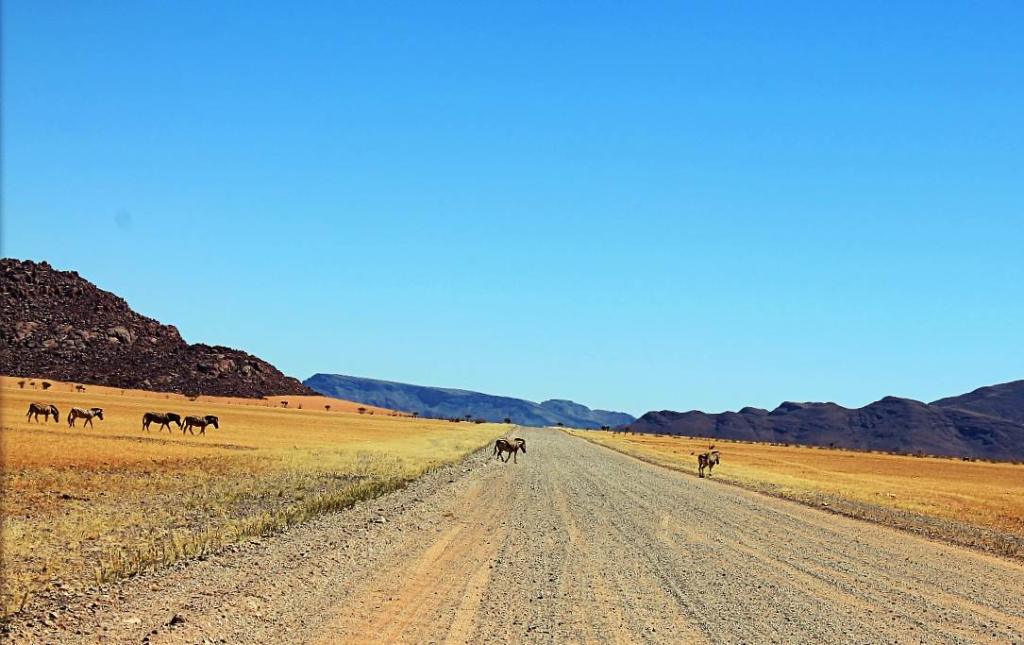 Schotterstrasse in Namibia mit Zebras