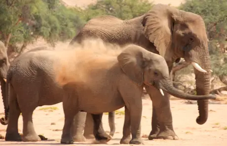 Wüstenelefanten beim Staubbad in Namibia