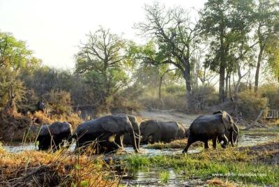 Elefanten, die im Caprivi Streifen einen Fluß überqueren
