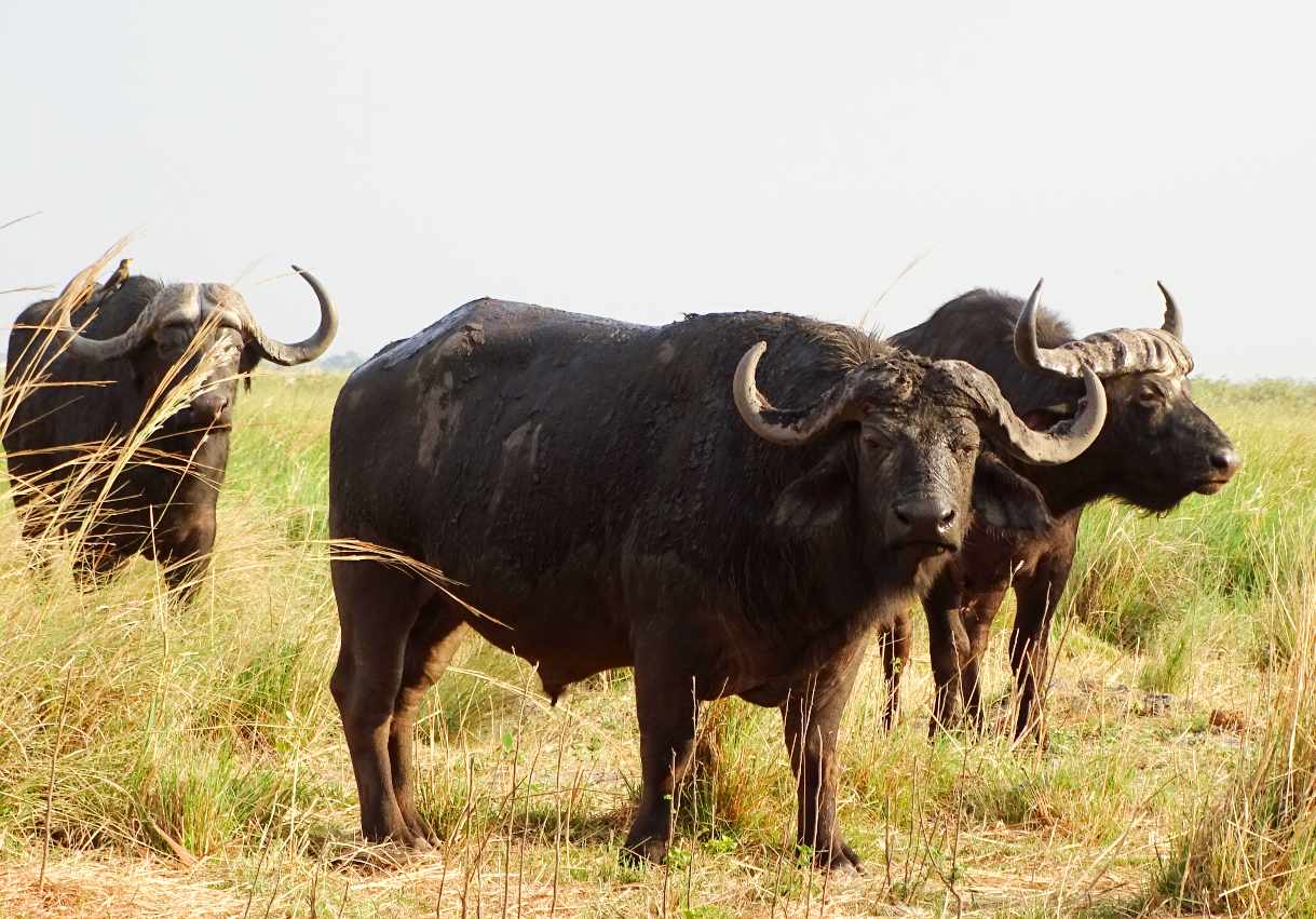 Büffel im Bwabwata Nationalpark Namibia