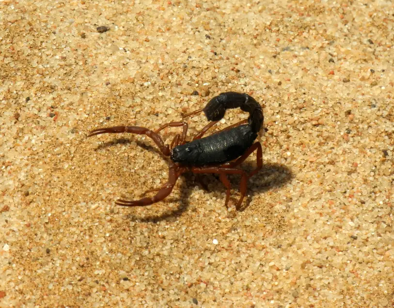 Skorpion Parabuthus Vilosuss Skorpion Parabuthus Vilosus