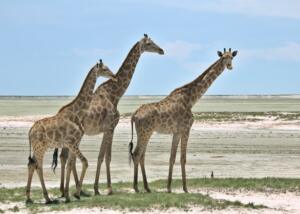 Giraffen vor der Etosha Pfanne