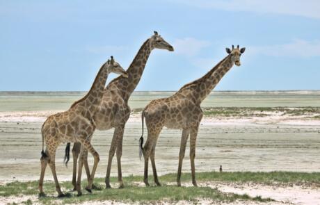 Giraffen vor der Etosha Pfanne