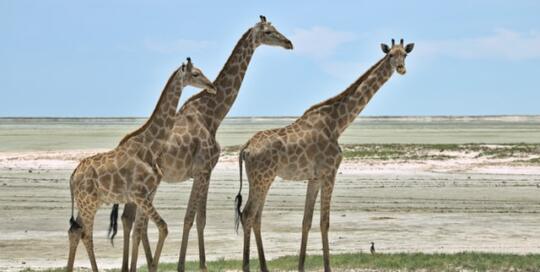 Giraffen vor der Etosha Pfanne