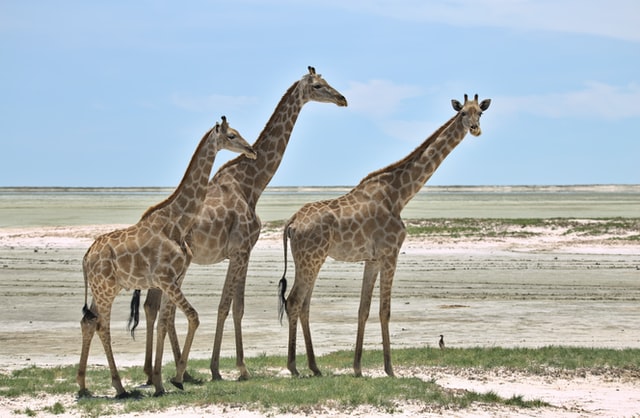 Etosha Wasserloch Ozonjuitji m'Bari während der Trockenzeit