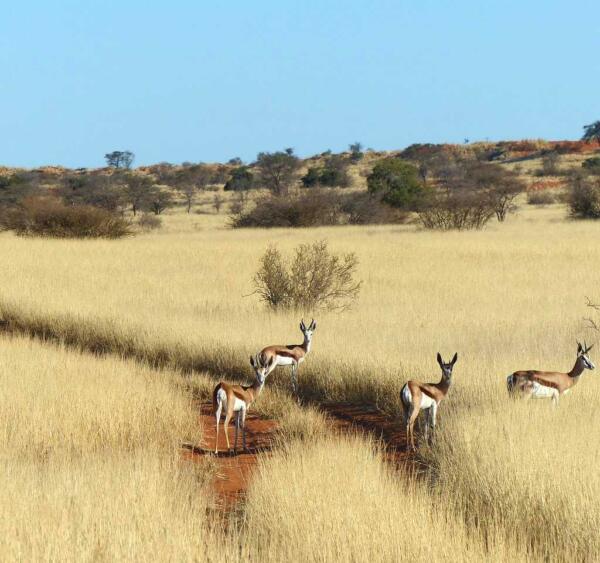 Kalahari Dünen mit Springböcken in Namibia
