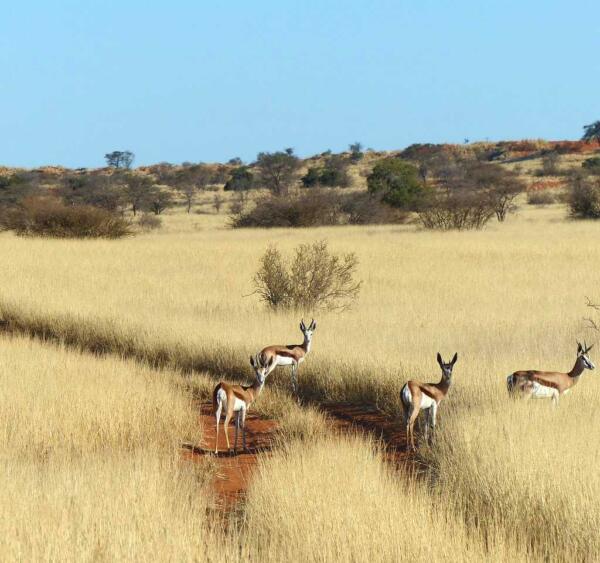 Springböcke in der Kalahari Kalahari Dünen mit Springböcken in Namibia