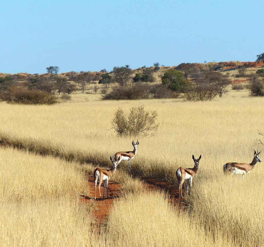 Springböcke in der Kalahari Kalahari Dünen mit Springböcken in Namibia