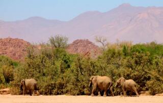 Wüstenelefanten am Ugab Trockenfluss am Brandberg