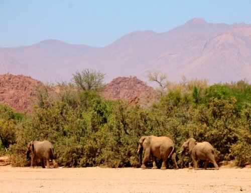 Namibia Kleingruppenreise (2-8): Wildtiere und Wüsten (14 Tage, deutsch)