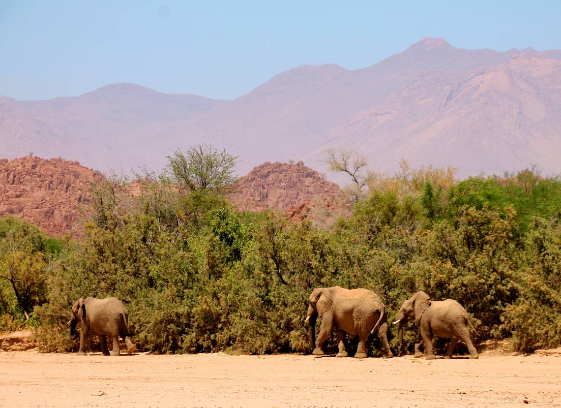 Wüstenelefanten am Ugab Trockenfluss am Brandberg