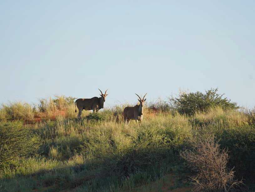 Eland Antilopen auf einer Kalahari Düne