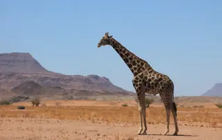 Giraffenbulle im Damaraland