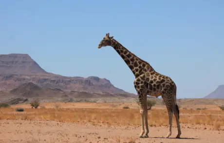 Giraffenbulle im Damaraland