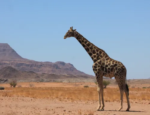 Magisches Namibia: Selbstfahrer Reise mit zentralen Highlights [2 Wochen]