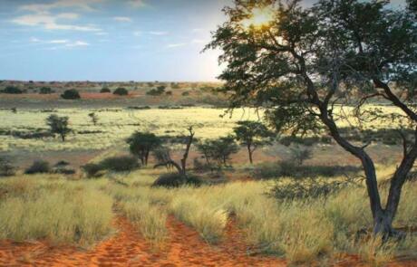 Wandern in der Kalahari bei Sonnenaufgang