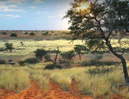 Namibia: Wandern durch die Kalahari Wüste