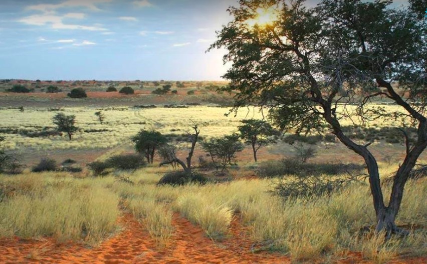 Wandern in der Kalahari bei Sonnenaufgang