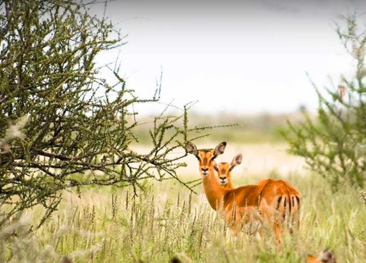Impala Antilopen in der Kalahari