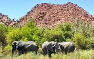 Wüstenelefanten im Damaraland