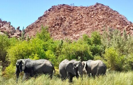 Wüstenelefanten im Damaraland