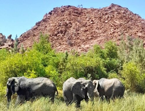 Namibia Kleingruppenreise (2-8): Wildtiere und Wüsten (14 Tage, deutsch)