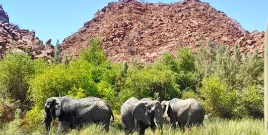 Wüstenelefanten im Damaraland