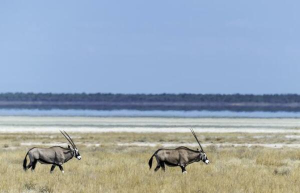 Etosha Oryx Etosha Nationalpark